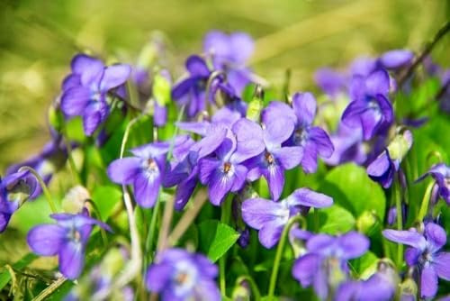 Violette odorante - Viola odorata - résistante au froid