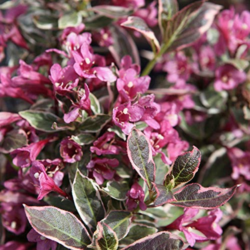 Thompson & Morgan Hardy Perennial Weigela Florida ‘Monet’ Deciduous Flowering Shrub, Potted Garden Plants Ideal for Cottage Gardens, Patio and Containers (1 x 3.5 Litre Pot)
