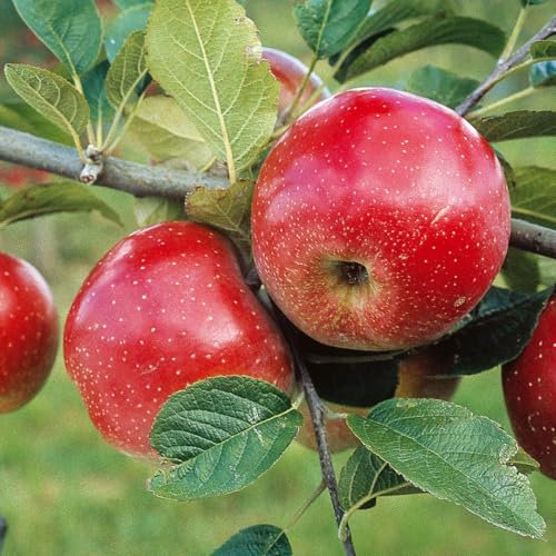 Albero di Melo Domestico Malus Domestica, Pianta da Frutto in Fitocella, 2 Anni