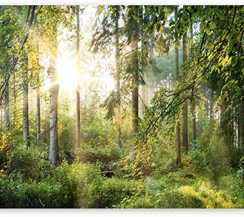 murando - Photo Wallpaper 350x256 cm / 137.8 x 96.5 - Non-Woven Premium Art Print Fleece Wall Mural Decoration Poster Picture Design Modern - Landscape Nature Forest c-C-0032-a-b