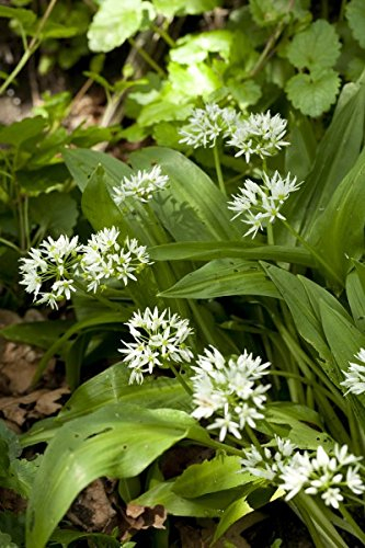 Bärlauch - Waldknoblauch - 40 Samen