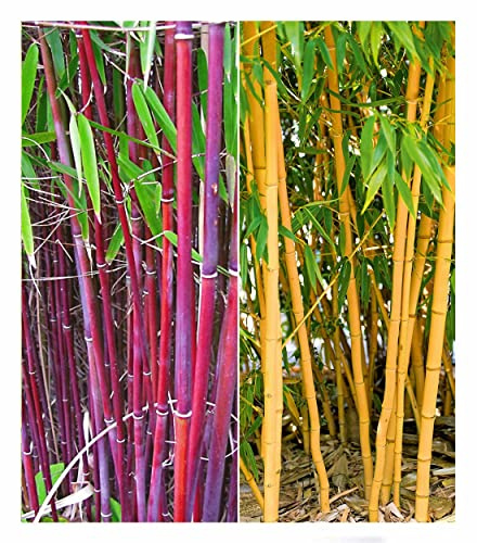 BALDUR Garten 2er Bambus-Raritäten Kollektion, Pflanzen im Topf | je 1x Bambus Chinese Wonder Fargesia jiuzhaigou No.1 & Goldener Peking Phyllostachys aureosulcata aureocaulis, winterhart