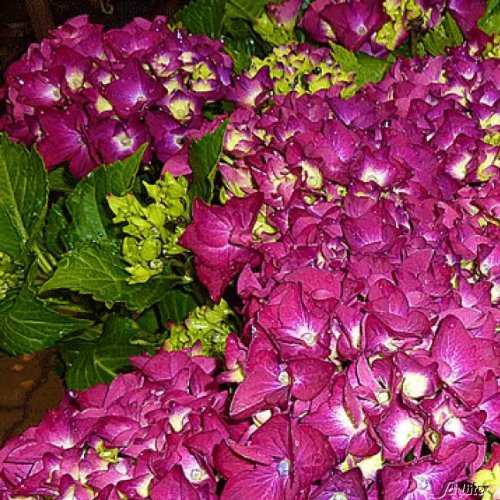 Gartenhortensie 'Hot Red'