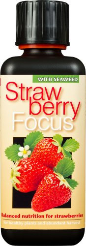 Strawberry Focus Liquid Concentrated Fertiliser 300 ml