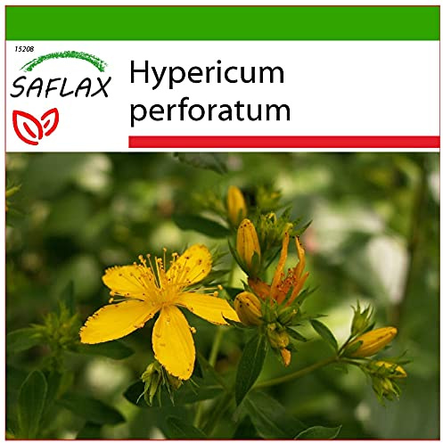 SAFLAX - Iperico - 300 semi - Con substrato - Hypericum perforatum
