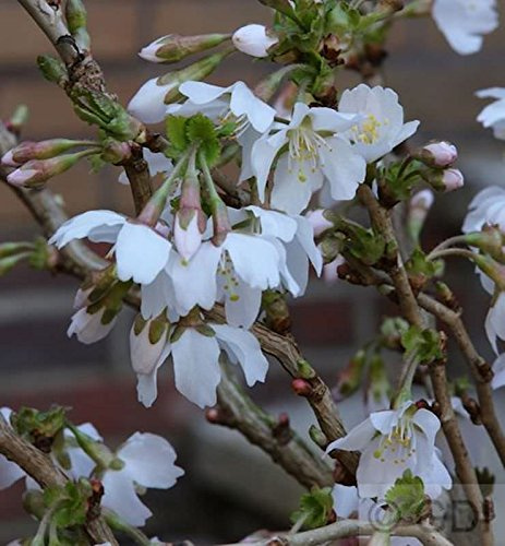 Geschlitzte Zierkirsche Kojou no mai 60-80cm - Prunus incisa