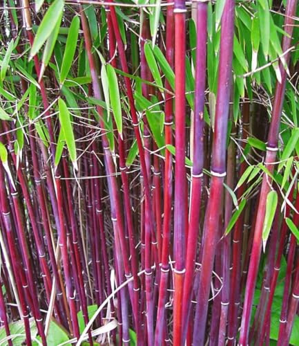 BALDUR Garten 1x Roter Bambus 'Chinese Wonder', Pflanze im 13 cm-Topf | winterhart, Fargesia jiuzhaigou No.1, bildet keine Wurzelausläufer, schnell wachsend, pflegeleicht