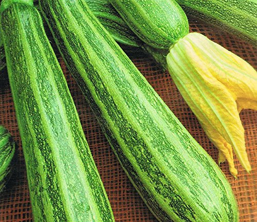 ZUCCHINO STRIATO PUGLIESE NR.30 SEMI