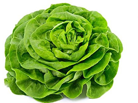 LATTUGA A CAPPUCCIO TROCADERO NR.1000 SEMI