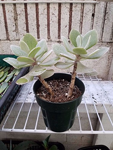 SEMI DI GERMINAZIONE: Senecio Medley - woodii !!! KAUF 1 bekomme 1 !!! Gratis