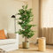 BLAINE | Ficus 150cm | Pianta Finta da Interno | Pianta Artificiale da Interno | Piante Finte da Esterno | Piante Finte | Piante Artificiali da Interno | Piante Finte da Interno Design