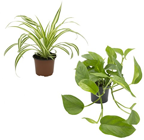 Dominik Blumen und Pflanzen, Rankpflanzen-Set, grünlilie und Efeutute