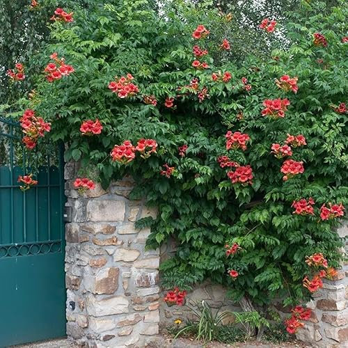 Plant Theory 60cm Cane Campsis × Tagliabuana Madame Galen Cinese Trumpet Vine Red Flowering Vine Climbing Plant 3L Pot