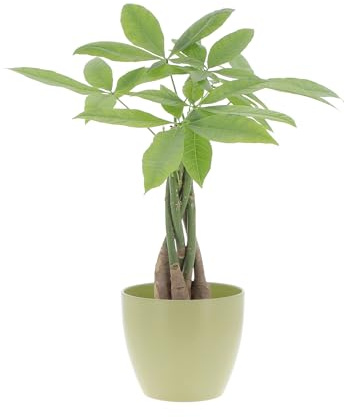 KENTIS - Pachira Acquatica - Pianta da Interno Portafortuna - Piante Vere da Appartamento - H 35-45 cm Vaso Ø 12 cm