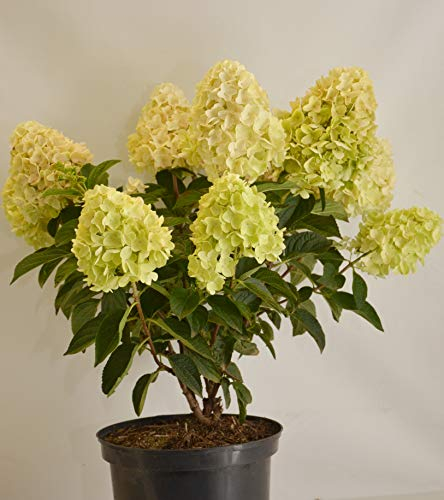 Rispenhortensie Hydrangea paniculata Silver Dollar ® 40-60 cm im 5 Liter Pflanzcontainer