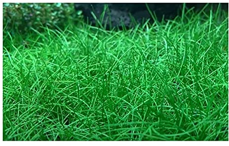 Stk - 60x Eleocharis acicularis k./ g. Nadel Sumpfbinse Aquarium Pflanzen - Samen A288 - Seeds & Plants Shop by Ipsa