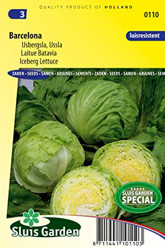 Lettuce Iceberg Barcelona Vegetable Seeds per gram - Produces Medium Early Heads - 0,15 g - Seeds per gram: +/-100