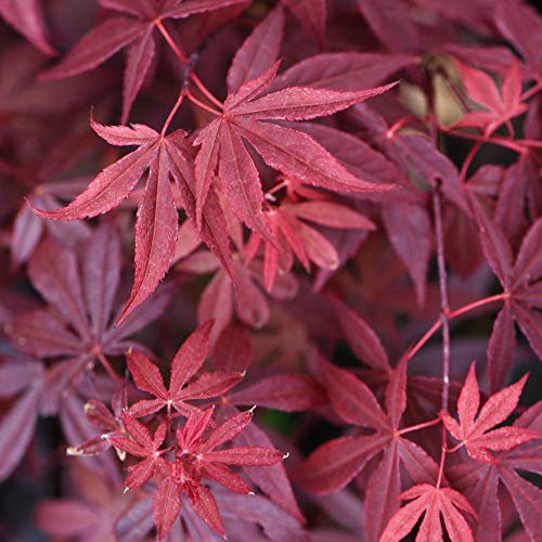 Japanese Maple 'Atropurpureum' - Acer Palmatum Tree with Purple-Red Foliage for Borders and Patio Containers - Slow-Growing and Easy to Grow - 2X 10.5cm Potted Plants by Thompson & Morgan