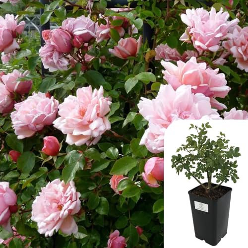 Climbing Rose ‘Albertine’ – Potted 3L | Fragrant English Climber with Salmon-Pink Blooms | Award-Winning RHS Garden Merit Rose | Easy-Care & Disease Resistant | Perfect for Arches, Trellises & Walls