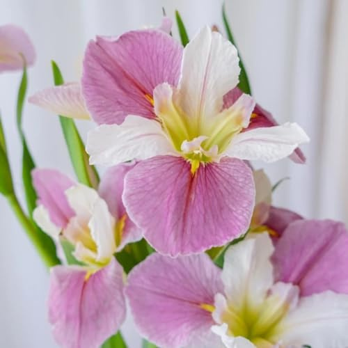 Bulbi di iris - decorazioni da giardino per esterni iris, serre da balcone resistenti resistenti per giardini rocciosi giardino esotico bulbi di copertura 2pcs