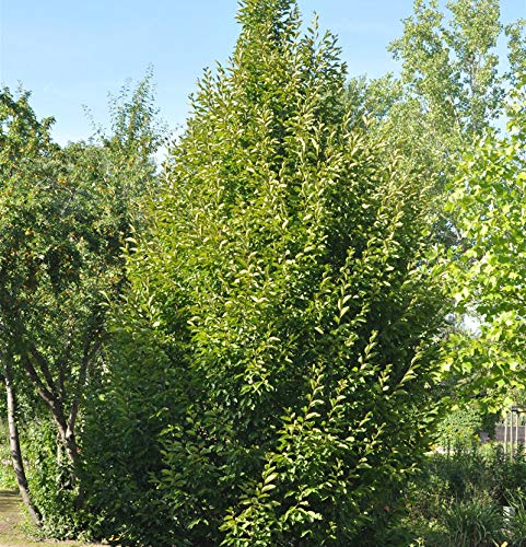 Säulen Hainbuche 125-150cm - Carpinus betulus Fastigiata - lebende Gartenpflanze aus den Baumschulen