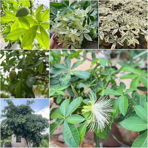 Acquista castagna della fortuna - semi esotici da giardino rocce resistenti Semi per giardino - castagna rara la fortuna bonsái 18pcs