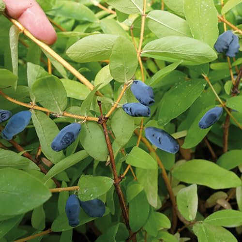 You Garden - 3 x Honeyberry Plant Lonicera Kamschatica 'Balalaika' in a 9cm Pot - Fruit Trees for Gardens and Patios Supplied as 3 x Established Plant in Pot