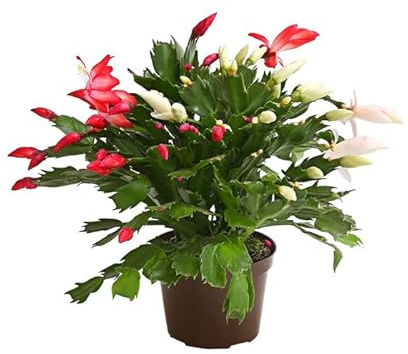 Cactus de Pascua o Schlumbergera Natural Planta con Flores