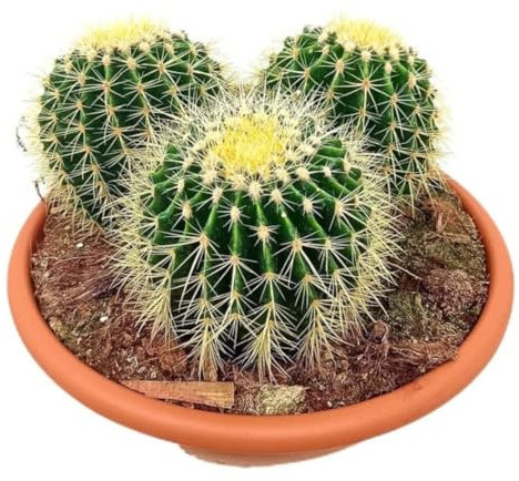 Planta natural Echinocactus Grusonii, en maceta de 35 cm. Asiento de suegra. Cactus esférico con espinas doradas y fácil de cuidar. Segura Garden.