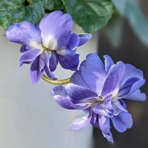 duftveilchen, indoor kräutergarten, exotische bodendecker winterhart mehrjährig bio, wildblumensamen mehrjährig winterhart pflanzensamen 35samen
