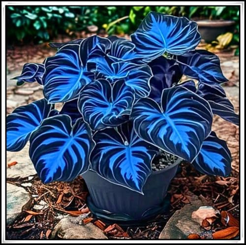 Bulbi Raro Hosta- Blu Notte Hosta Perenne- Resistente al Freddo Erbacea- Facile da Piantare ＆ Mantenere- Cortile ＆ Giardino Ottima Esposizione-a-15 Rizomi