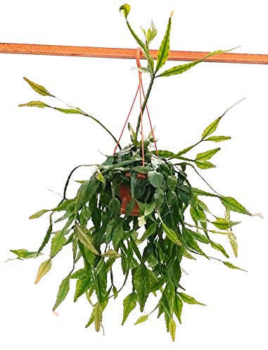 POWERS TO FLOWERS - RHIPSALIS ELIPTICA XXL, pianta vera