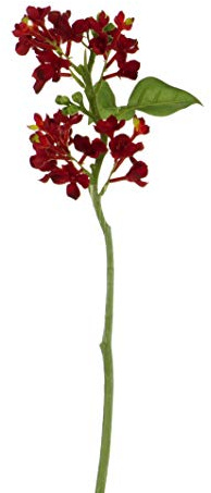 Express Flor 8435011701622