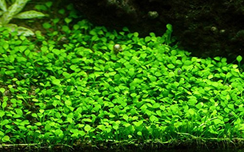 Tropica 1-2-GROW Mini-Kleeblatt/Marsilea crenata