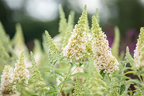 Buddleja davidii 'Buzz Ivory' 40-60 cm – Winterhart, Mehrjährig, Pflegeleicht – Schmetterlingsflieder – Zierstrauch für Kübel & Beet