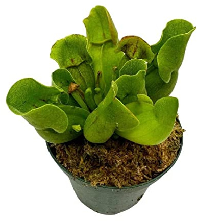 BubbleBlooms Jumbo Sweet Pitcher Plant, in a 3 Inch Pot, Carnivorous Plant, Sarracenia pitcherplant