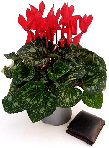 POWERS TO FLOWERS - CICLAMINO XXL GRANDIFLORA ROSSO, vaso 17cm, pianta vera