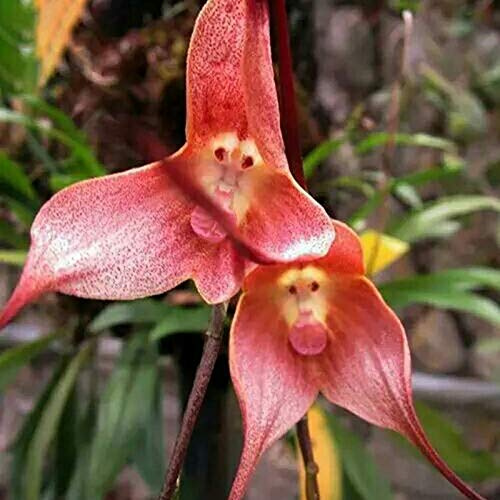 Benoon Semillas De Orquídeas, 20 Piezas/Bolsa Semillas De Orquídeas Semillas De Flores Vivificantes Portátiles De Forma Especial Rara Para Balcón Rosa Flor de orquídea de cara de mono