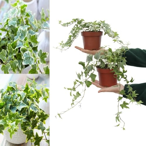 Large White and Yellow Variegated Hedera Helix - Evergreen Ivy Shrub in 13cm Pot - Suitable for Indoor and Outdoor Use (4 Plants)