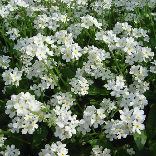 vergissmeinnicht steingartenpflanzen winterhart gartenblumen vergiss mein nicht bio frühlingsblumen, winterharte kübelpflanzen balkon kräutergarten 60samen