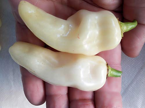 SEMI PEPERONCINO-HABANERO CHOCOLAT-HABANERO WHITE GIANT + GUIDA ALLA COLTIVAZIONE