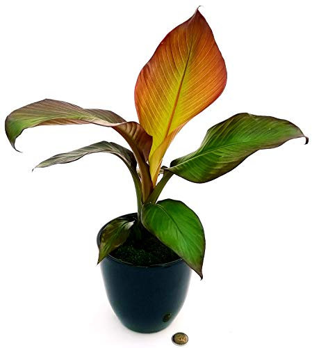 POWERS TO FLOWERS - BANANO, PIANTA DEL BANANO A FOGLIA ROSSA IN VASO CERAMICA NERO, pianta vera