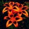 Lilium candidum bulbi,fiori grandi,resistenti al freddo,Che abbelliscono l'ambiente,forte adattabilità,giglio Bianco Bulbo,Unico,lilium bulbi giganti.-2bulbi-K