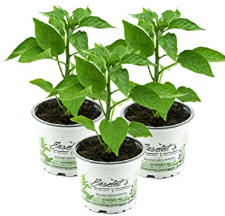Gelbe Paprika Pflanzen im 3er Set,F1 Sorten frische Paprikapflanzen im Topf