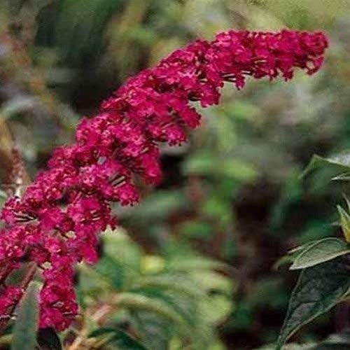 10 arbustos de mariposa roja Semi di Buddleia Davidii