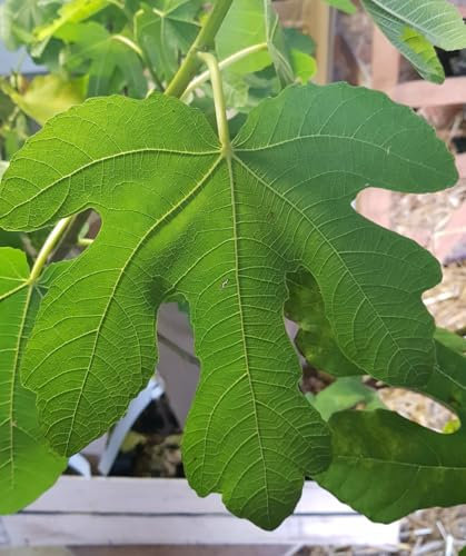 Ficus carica 'Violet de Malatrait' / Figuier 'Violet de Malatrait' / Conteneur de 1 à 1.9 litres/Fruitier