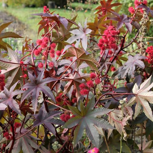 Rizinus - wildkräuter sträucher für garten steingartenpflanzen winterhart baumsamen blühende sträucher winterhart geschenke für gärtner schnell wachsende 60Samen