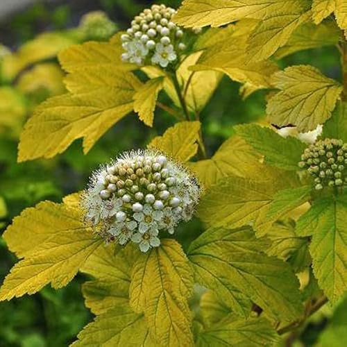 Physocarpe à feuilles d’Obier 'Dart’s Gold' – Physocarpus opulifolius 'Dart’s Gold' 30-40 cm pot | Arbuste décoratif, feuillage doré lumineux, idéal massif