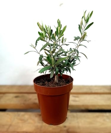 BotanicaUrbana- Olea Europaea, Olivo Natural en Maceta de Cultivo, Planta de Interior y Exterior, 30 cm de Altura, Bajo Mantenimiento