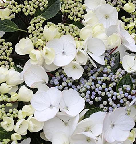 Bauernhortensie Benxi 30-40cm - Hydrangea macrophylla - lebende Gartenpflanze aus den Baumschulen